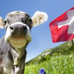 Young cow in the Swiss mountains