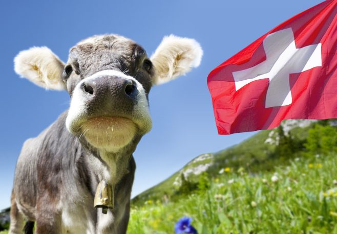 Young cow in the Swiss mountains