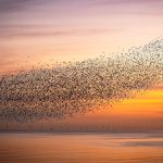 Murmurations of Starlings in Brighton Pier, United Kingdom.