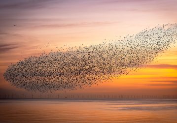 Murmurations of Starlings in Brighton Pier, United Kingdom.